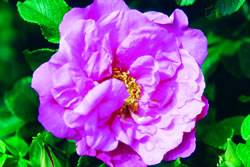 Foxi Pavement Rose Rose Bushes