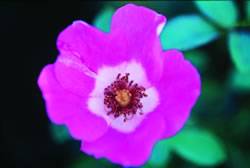 Pink Meidiland Rose Rose Bushes