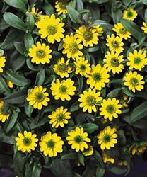 Sanvitalia speciosa Sanvitalia Sunbini Annual Plant