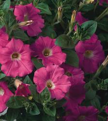 Petunia Supertunia Mini Pastel Pink Annual