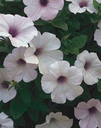 Petunia Supertunia Silver Annual