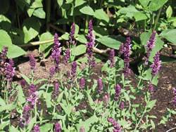 Salvia Pink Friesland Perennial