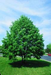 Tilia cordata 'Baileyi' Shamrock Linden Tree Plant