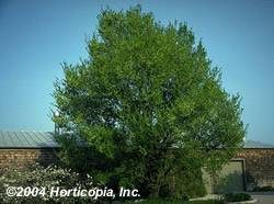 Ulmus pumila Siberian Elm Tree Plant