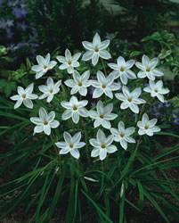 Ipheion uniflorum 'White Star' Spring Star Flower White Star Fall Bulb Plant