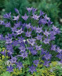 Triteleia laxa 'Queen Fabiola' Star Flower Queen Fabiola Spring Bulb Plant
