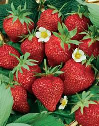 Fragaria x ananassa 'Ft. Laramie' Strawberry Ft Laramie Small Fruit Plant