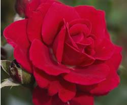 Rosa 'BAIsuhe' Super Hero Rose Rose Bushes Plant