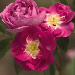 Northern AccentsGao Sven Rose Rose Bushes