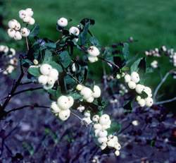 Symphoricarpos albus Snowberry White Shrub Plant