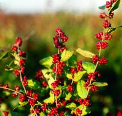 Symphoricarpos orbiculatus Snowberry Red Shrub Plant