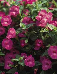 Torenia hybrid Torenia Summer Wave Amethyst Improved Annual Plant