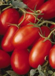 Lycopersicon lycopersicum Tomato LaRoma II Red Annual Plant