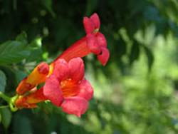 Trumpet Creeper Madame Galen Vine