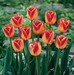 Tulipa triumph 'Candy Corn' Tulip Triumph Candy Corn Fall Bulb Plant