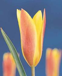 Tulip Species Chrysantha Fall Bulb