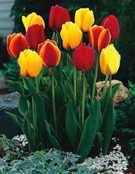 Tulip Darwin Hybrid Apeldoorn Mixed Fall Bulb