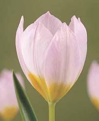 Tulip Species Lilac Wonder Fall Bulb