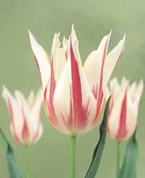Tulip Lily Flowering Marilyn Fall Bulb