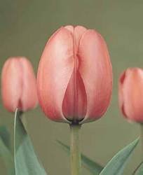 Tulip Darwin Hybrid Pink Impression Fall Bulb