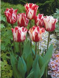 Tulip Single Late Va Bien Fall Bulb