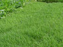 UC Verde Buffalo Grass Plugs Turf Grass