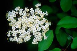 Viburnum Blackhaw Shrub