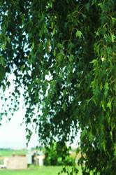 Betula pendula 'Dalecarlica' Weeping Cut Leaf Birch Tree Plant