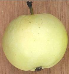 Yellow Transparent Fruit Tree
