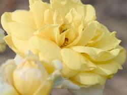 Yellow Brick Road Rose Bushes