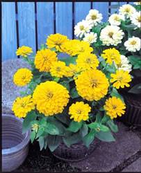 Zinnia Dreamland Yellow Annual
