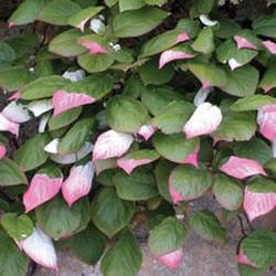 Kiwi Vine Arctic Beauty Male Vine