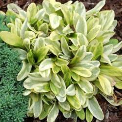 Ajuga Toffee Chip Ground Cover