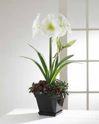 Amaryllis and Gaultheria in ceramic planter