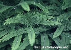 American Maidenhair Fern Fern
