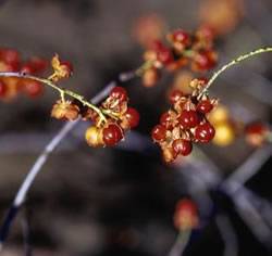 American Bittersweet Vine
