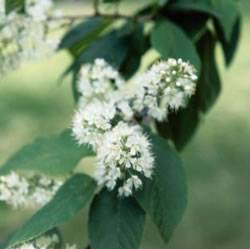 Amur Chokecherry Tree