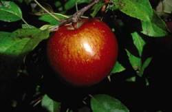 Haralson Fruit Tree