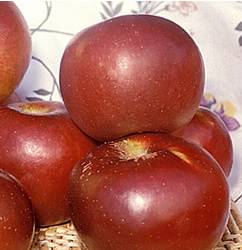 Arkansas Black Fruit Tree