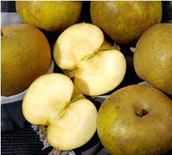 Ashmeads Kernel Fruit Tree