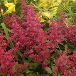 Astilbe Red Sentinel Astilbe Red Sentinel Perennial Plant