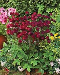 Astrantia major 'Venice' Astrantia Venice Fall Bulb Plant