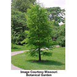 Taxodium distichum Bald Cypress Tree Plant