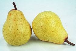 Bartlett Fruit Tree