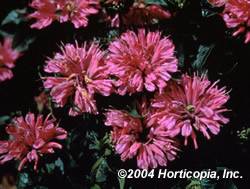Bee Balm Petite Delight Perennial