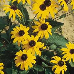 Black eyed Susan Goldsturm Perennial