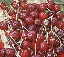 Black Tartarian Fruit Tree