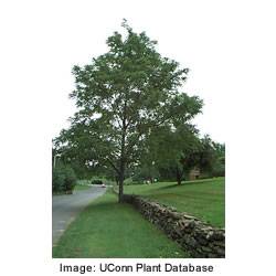 Black Walnut Tree