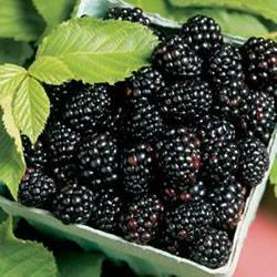 Blackberry Cheyenne Small Fruit