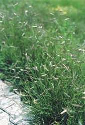 Blue Grama (Native Grass) Plugs Turf Grass